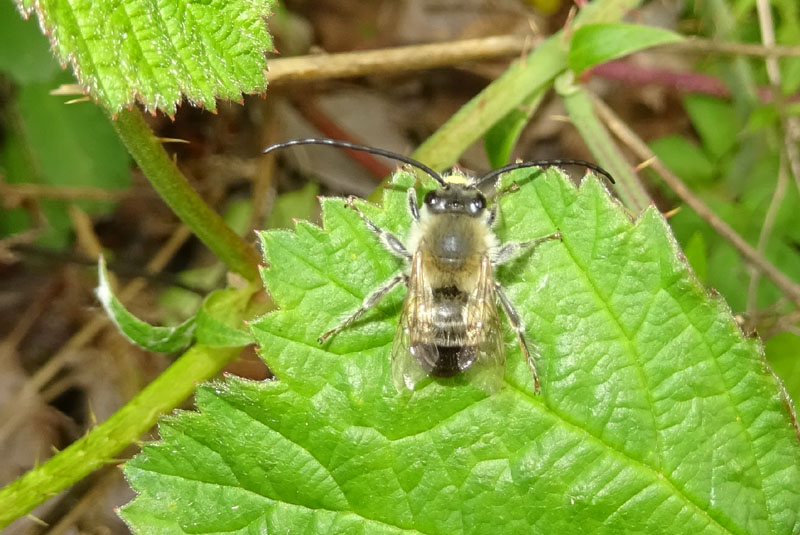 Apidae: Eucera sp., maschio